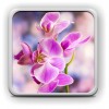 Духовное ПРОЦВЕТАНИЕ…( Spiritual Renaissance) (ORCHID OF LOVE) ORCHID OF LOVE